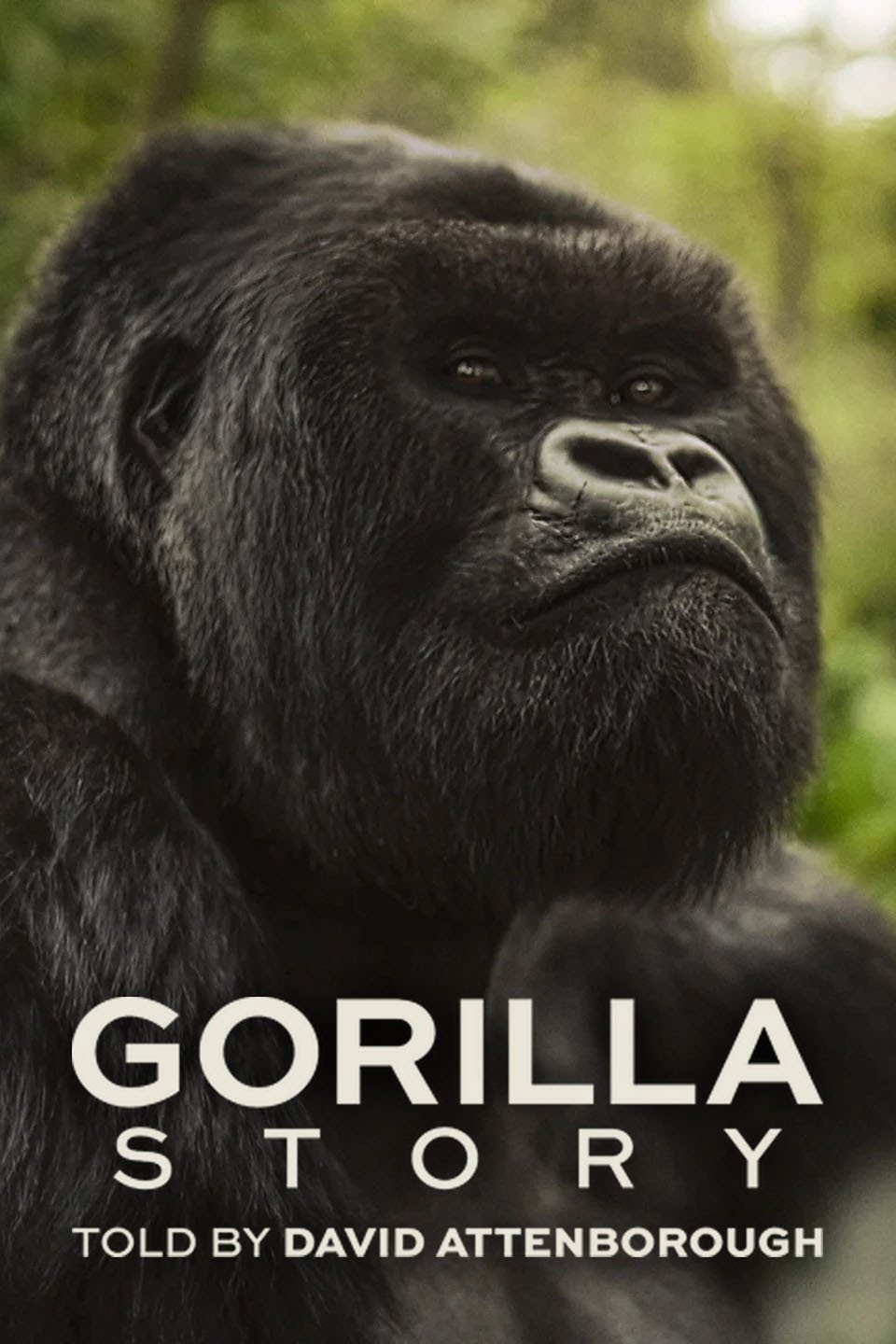 โปสเตอร์หนัง A Gorilla Story Told by David Attenborough เล่าเรื่องกอริลลา โดยเดวิด แอทเทนเบอเรอห์ (2026)